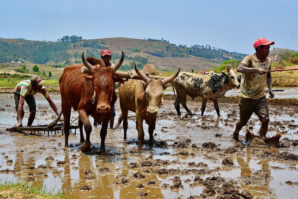 Ambositra Region
